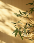 生活沒有低谷视频封面