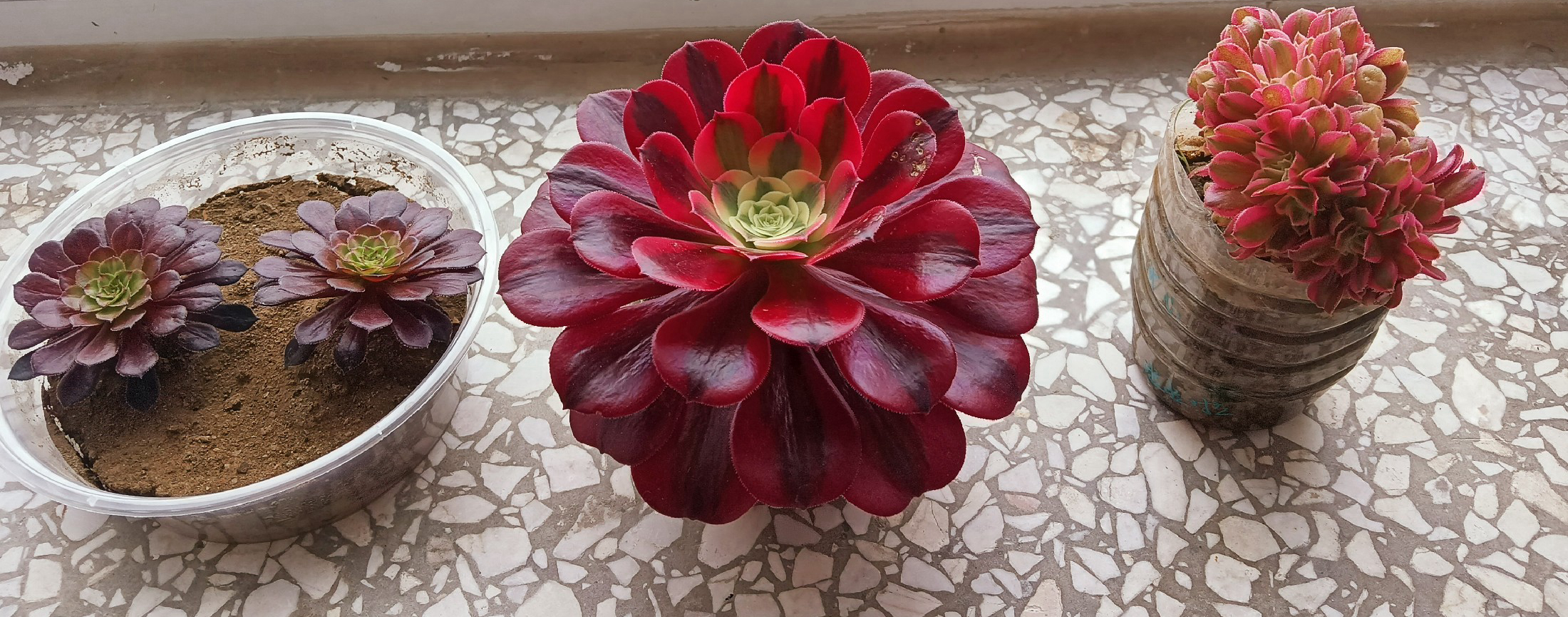 下午好呀，家人們~图片1