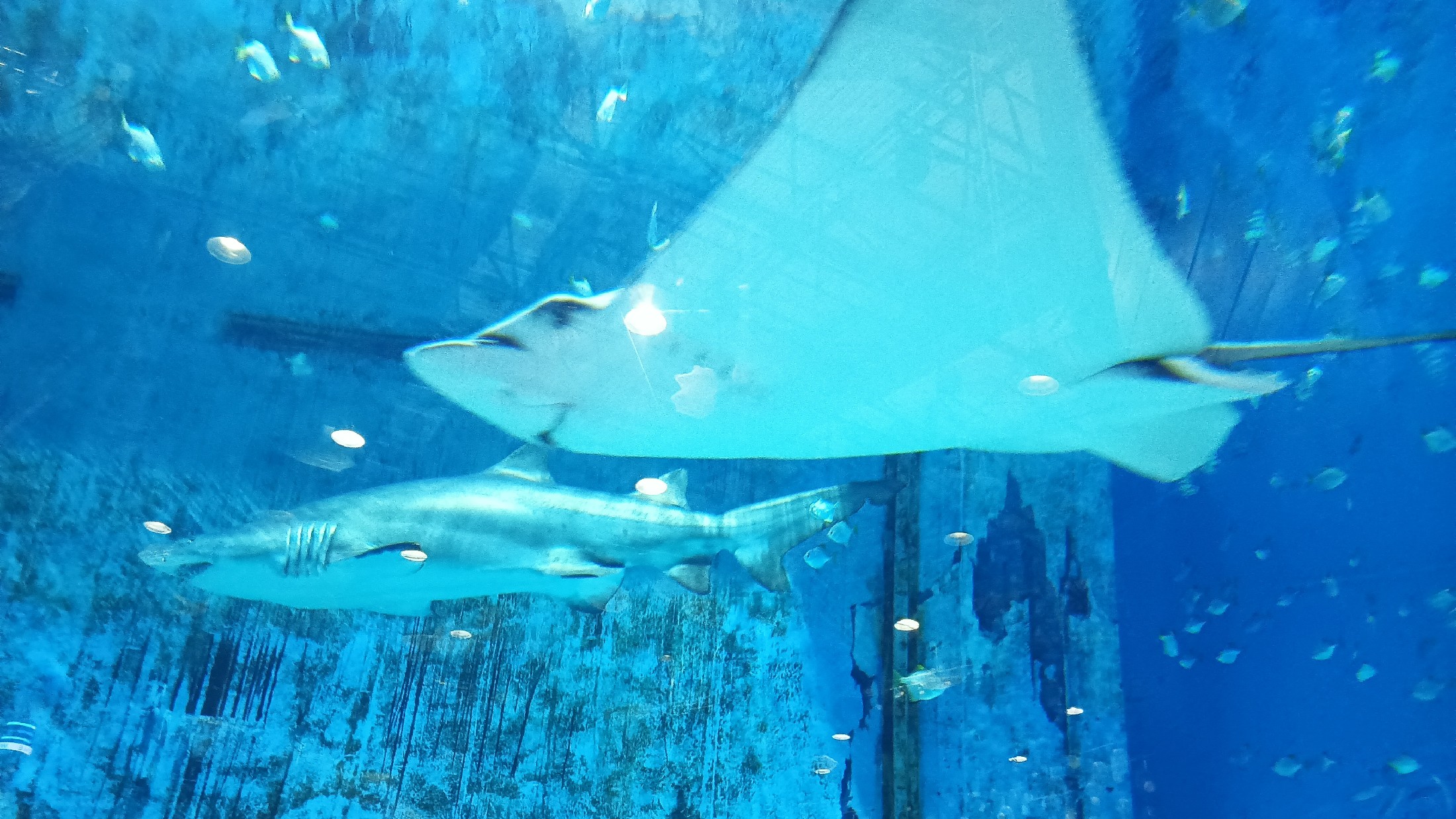 暈輪效應（Halo Effect）图片1