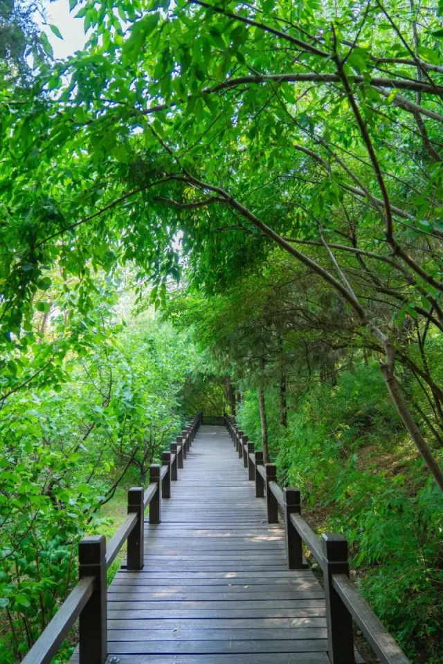 公園20分鐘效應: