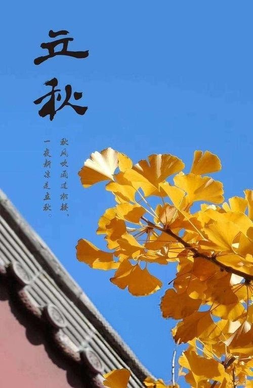 今日立秋封面
