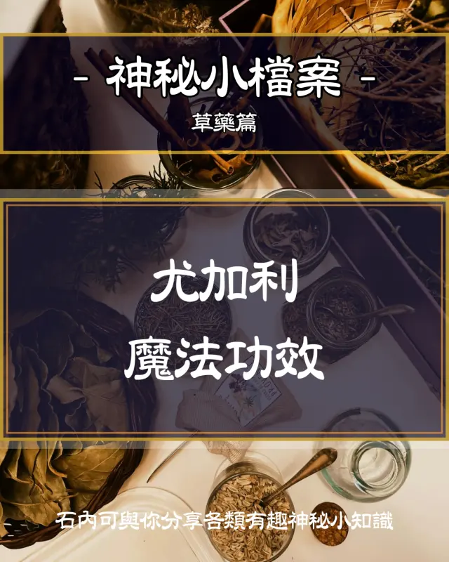 🔮草藥魔法-尤加利🔮