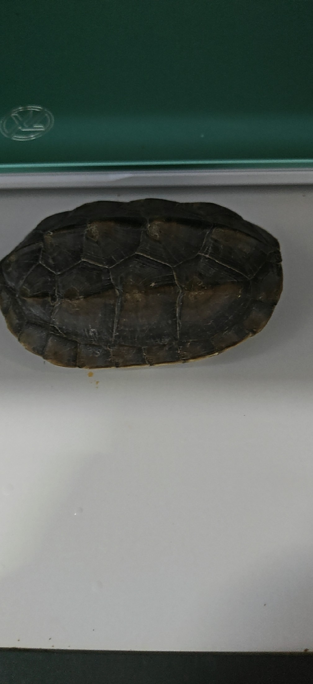 用龜甲開啟未來之門封面
