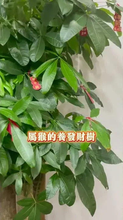12生肖養植物什麼最旺財 #風水#家居風水 #玄學 #風水佈局 #風水知識#八字 #算命 #命理 #運勢 #財運 #五行 #命盤 #生肖 #旺運 #植物 #金錢樹 #十二生肖 #賺錢 #發財